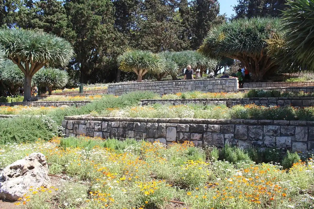 Terraced flower beds and dragon trees in the Ramat HaNadiv gardens